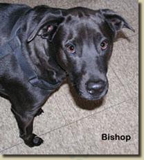 bishop