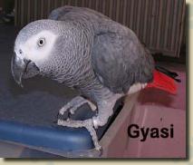 gyasi